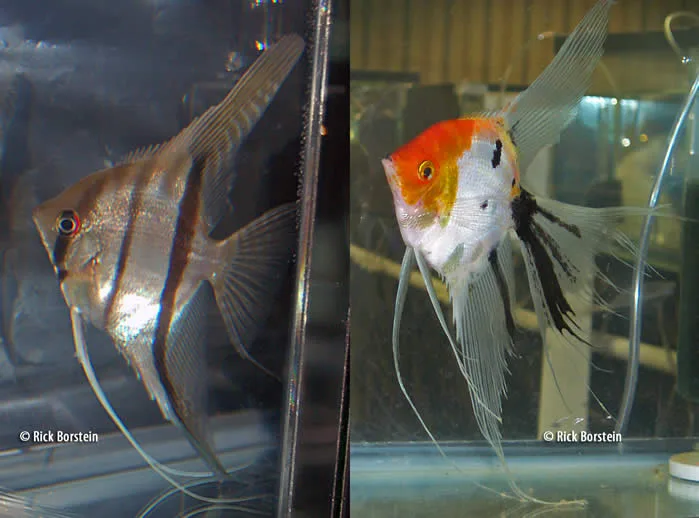 Pterophyllum scalare