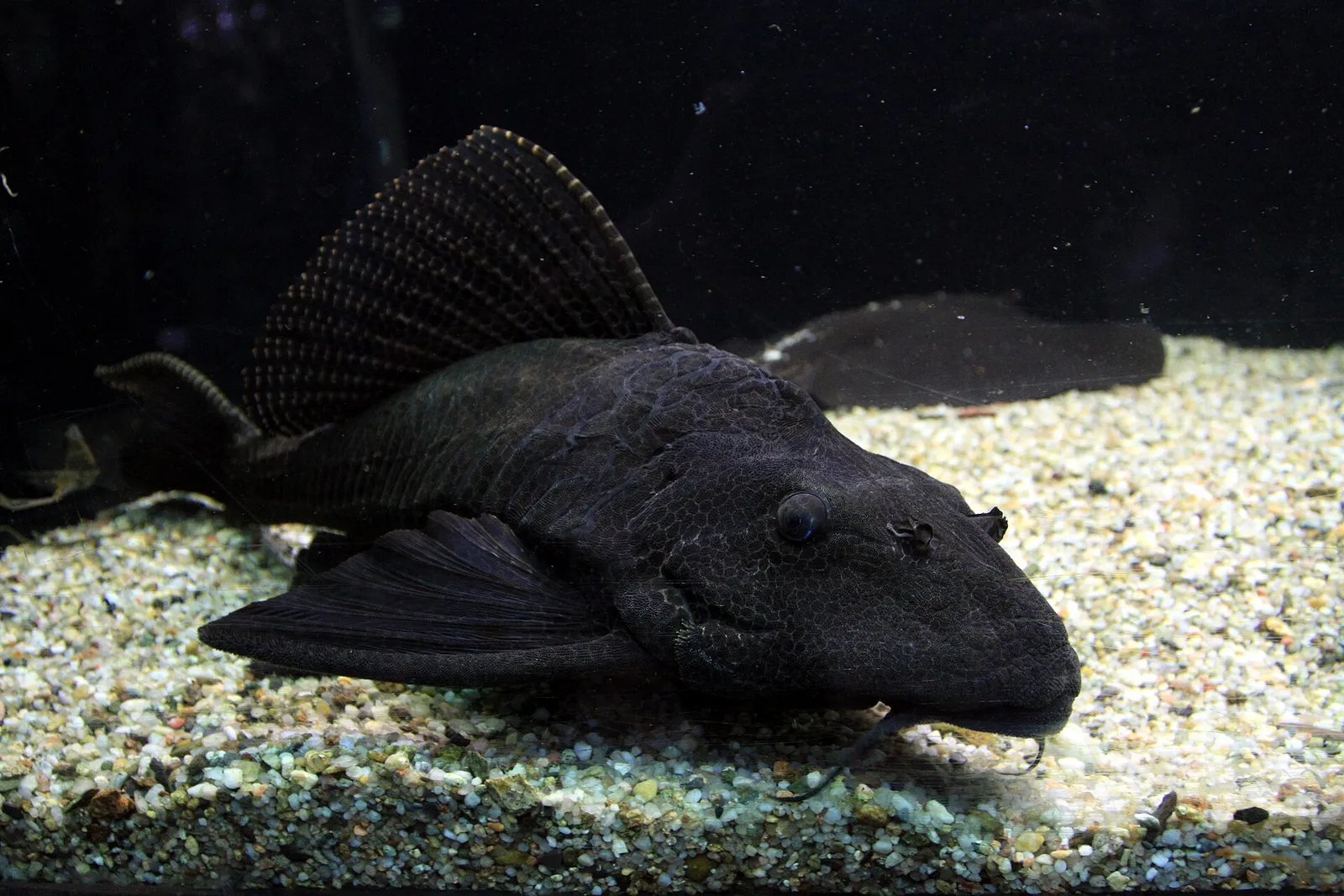 Sailfin pleco (Pterygoplichthys gibbiceps)