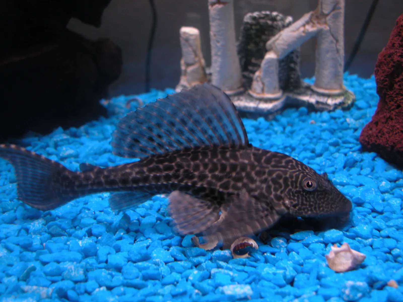 Amazon Sailfin Catfish (Pterygoplichthys pardalis)