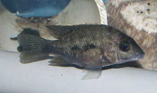 Ptychochromis grandidieri Male