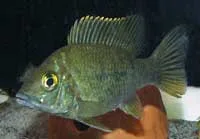 Ptychochromis grandidieri Juvenile