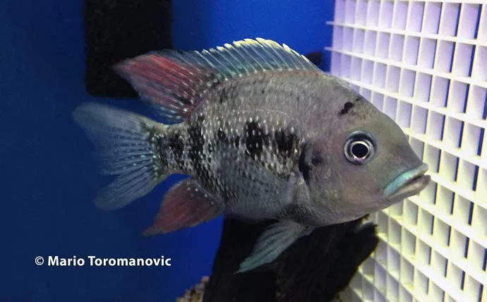 Ptychochromis oligacanthus