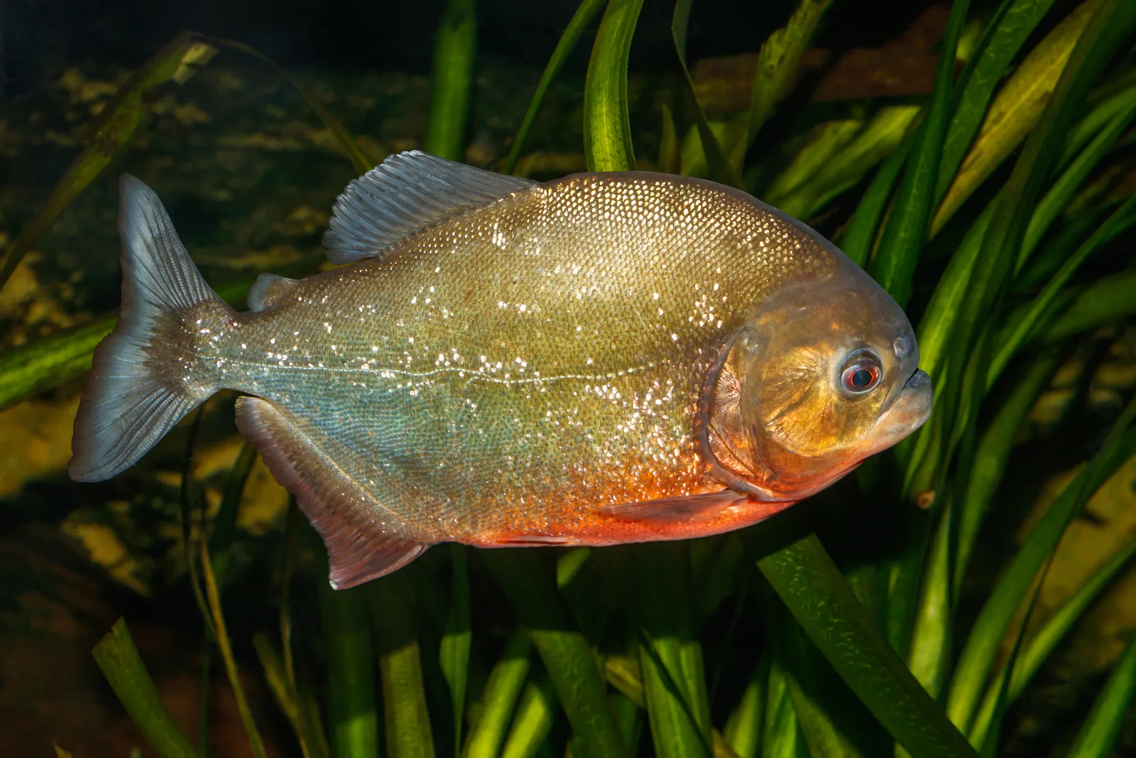 Red-bellied piranha (Pygocentrus nattereri)