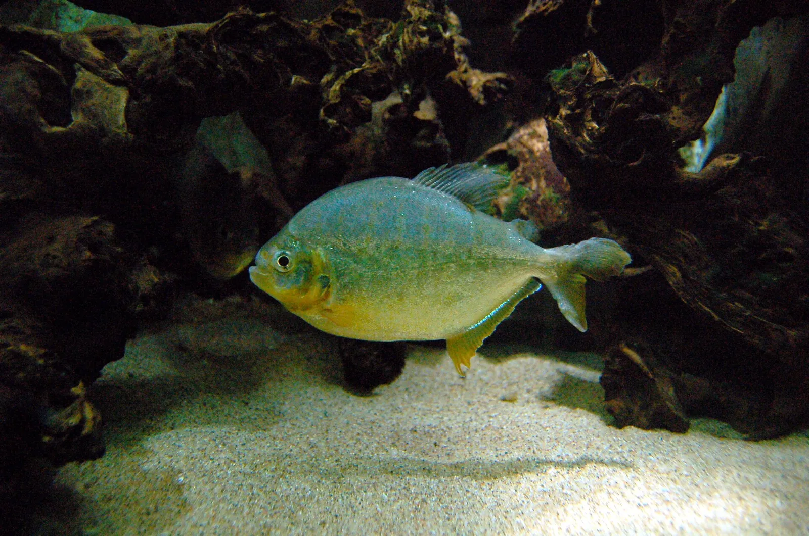Lobe-toothed piranha (Pygopristis denticulata)