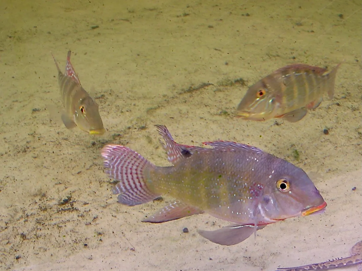Retroculus xinguensis