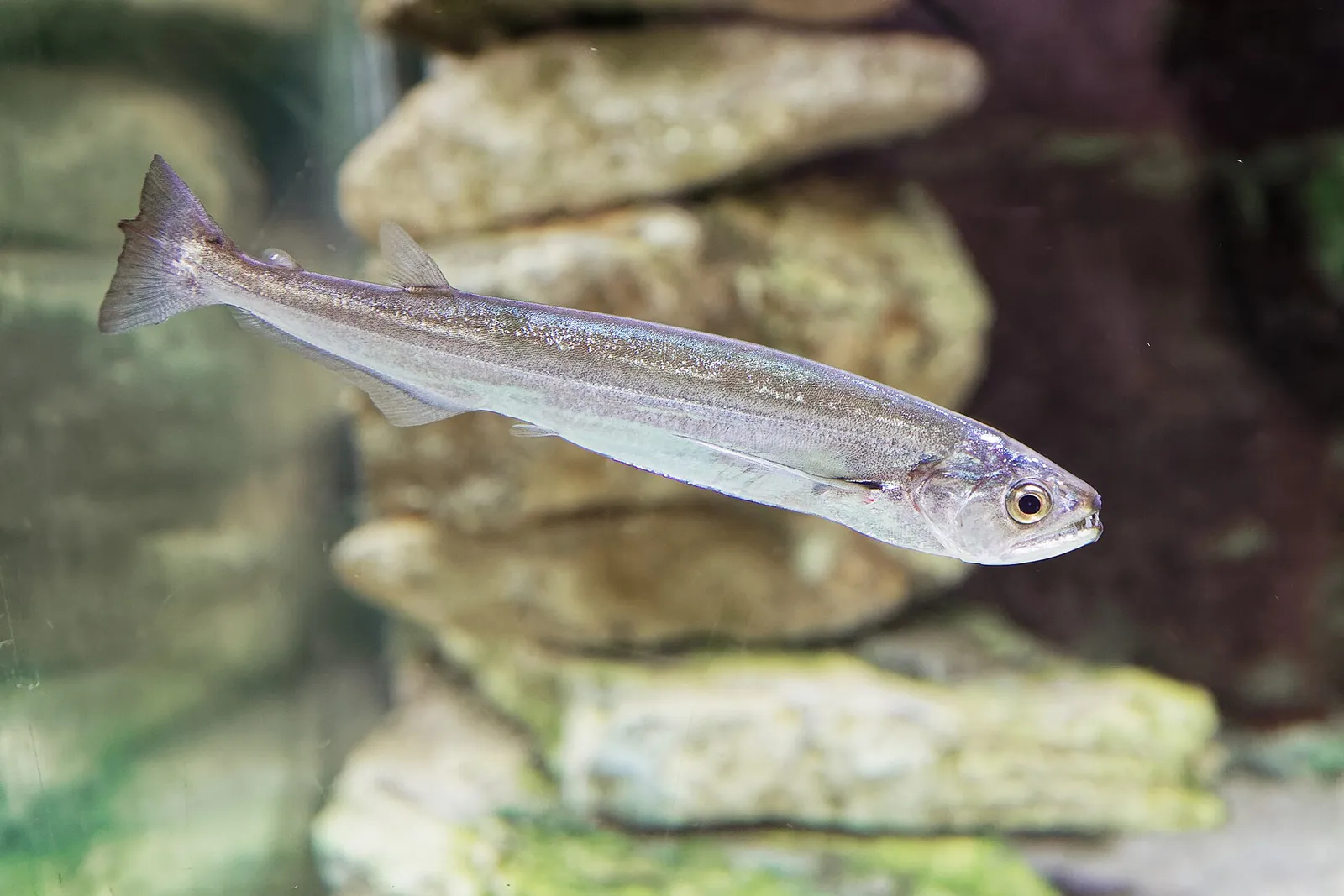Trahira do rio (Rhaphiodon vulpinus)