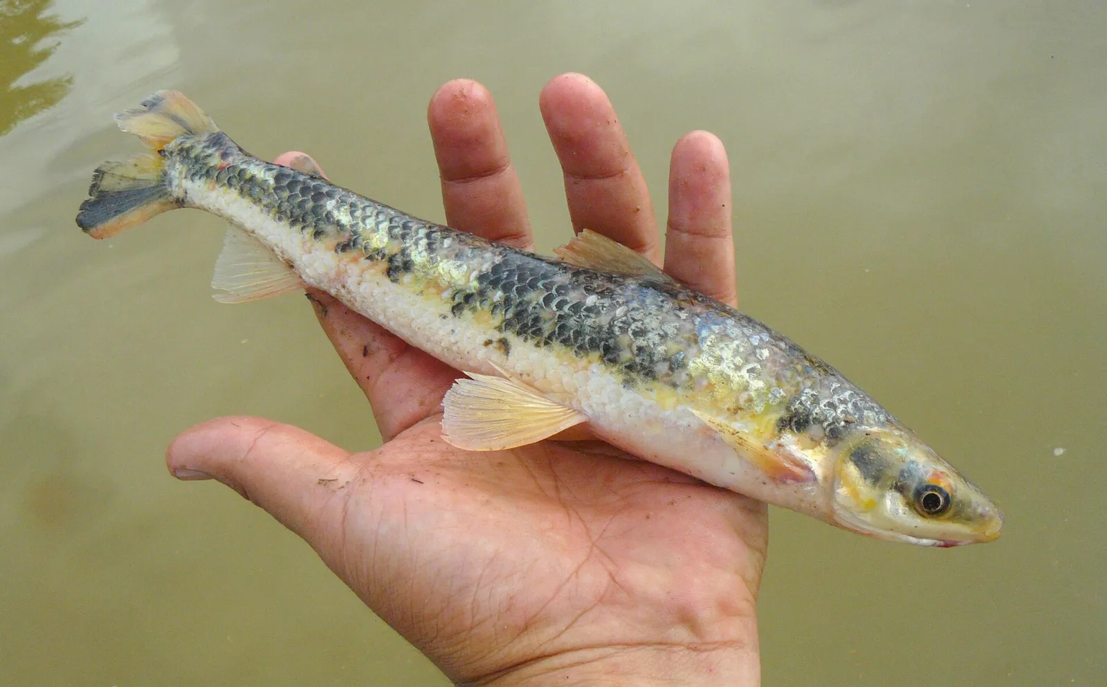 Silver headstander (Rhytiodus argenteofuscus)
