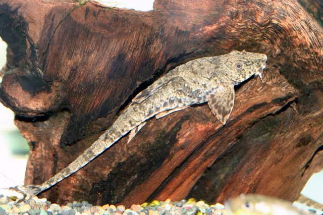 Common Whiptail Catfish (Rineloricaria eigenmanni)