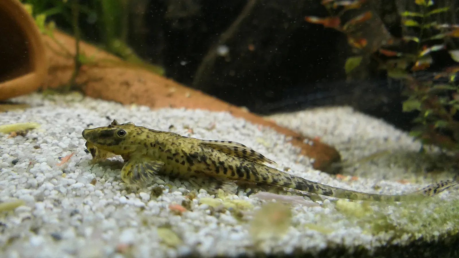 Whiptail catfish (Rineloricaria lanceolata)