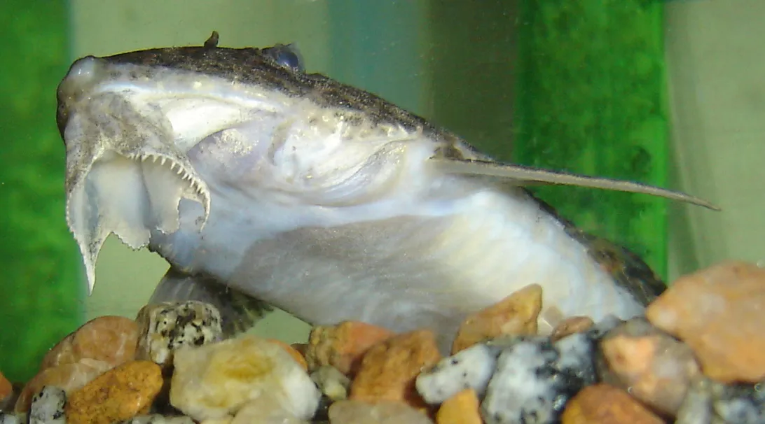 Long-tailed whiptail (Rineloricaria longicauda)