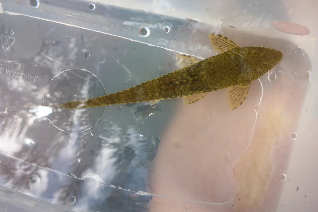 Rineloricaria uracantha