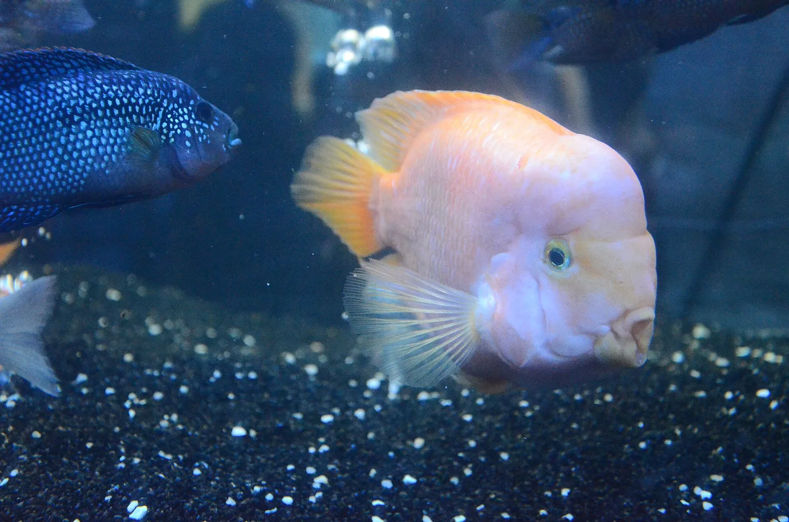Jack Dempsey (Rocio octofasciata)
