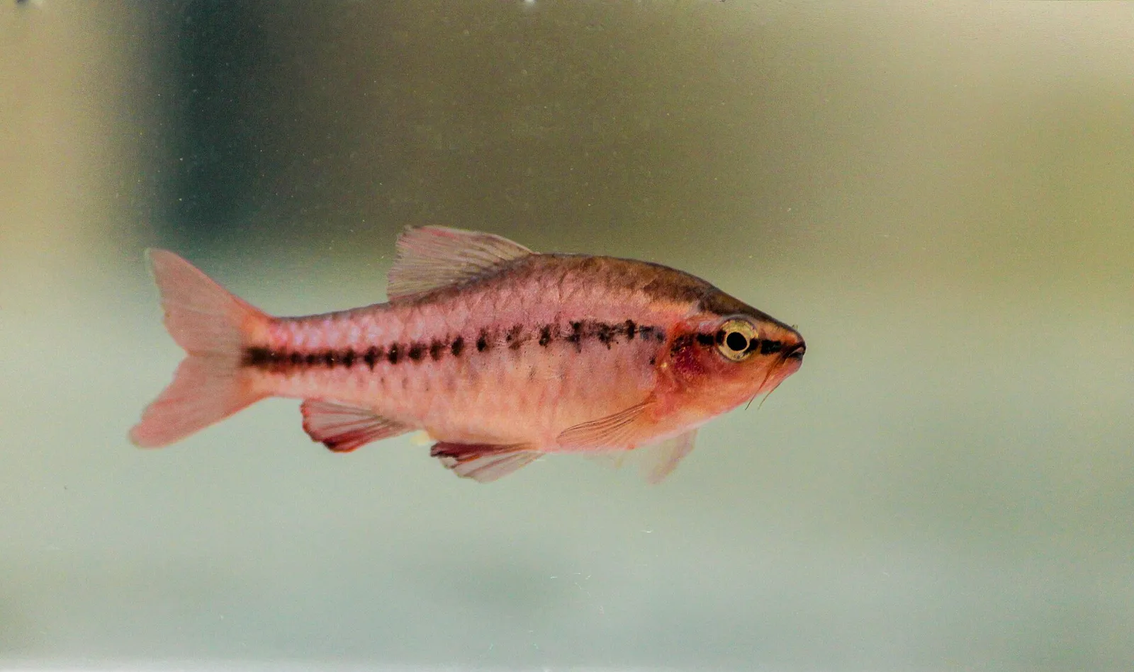 Cherry barb (Rohanella titteya)