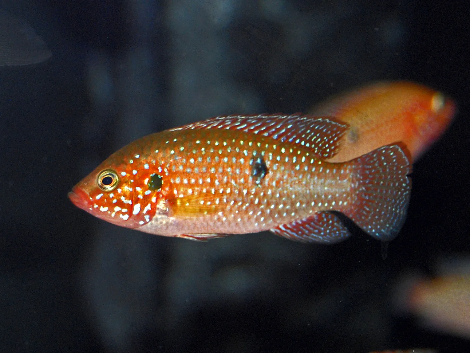 Rubricatochromis stellifer