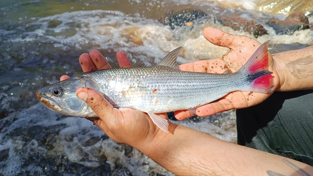 Dorado (Salminus hilarii)