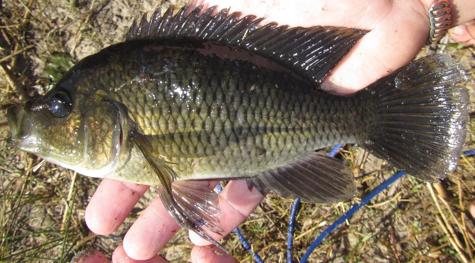 Sargochromis carlottae