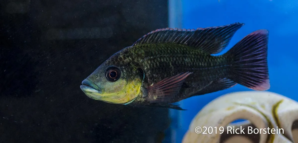 Saratherodon caroli Male