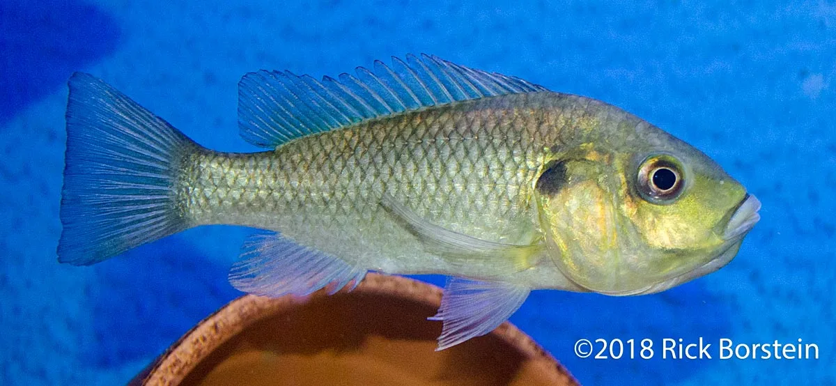 Saratherodon caroli Female Holding