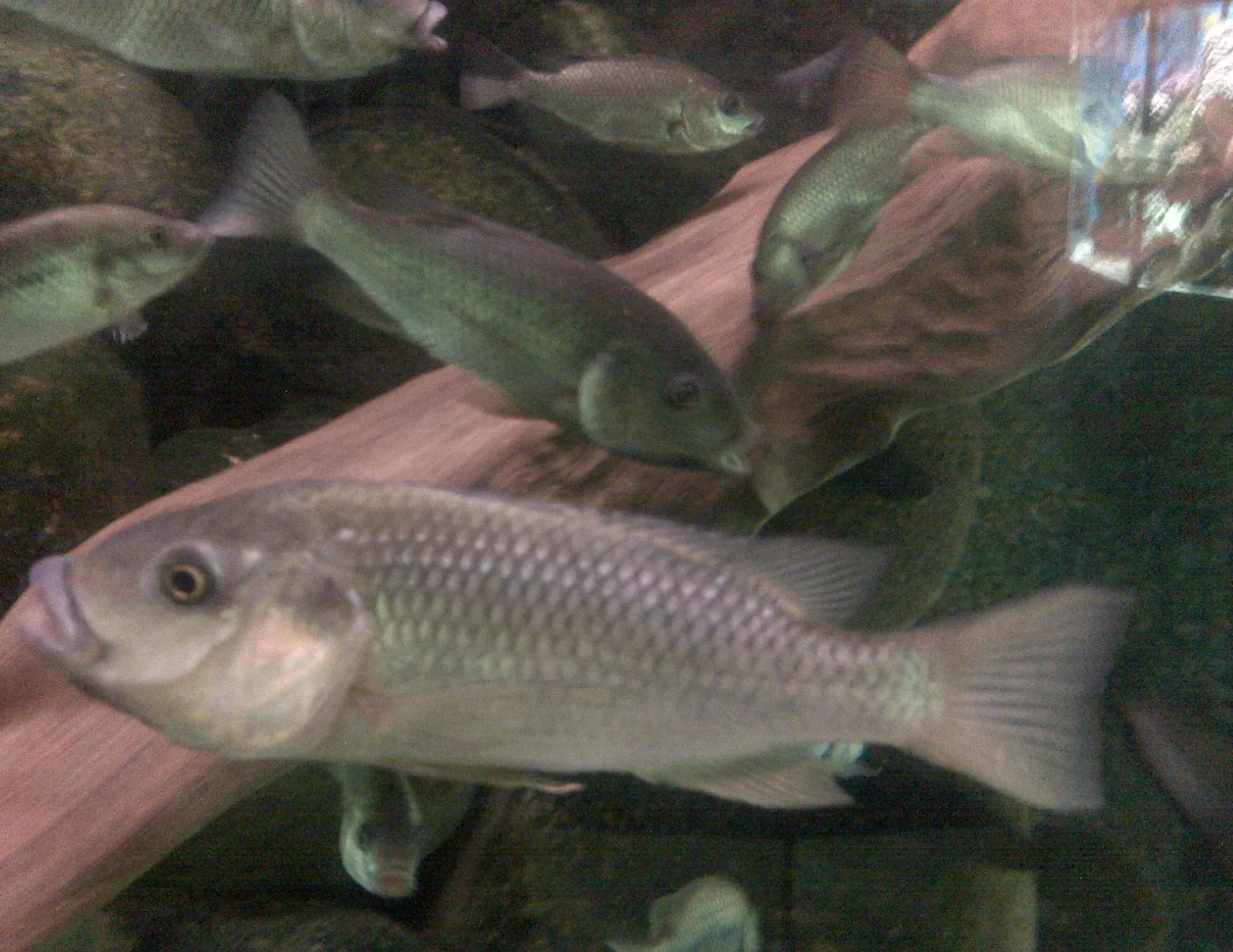 Sarotherodon linnellii