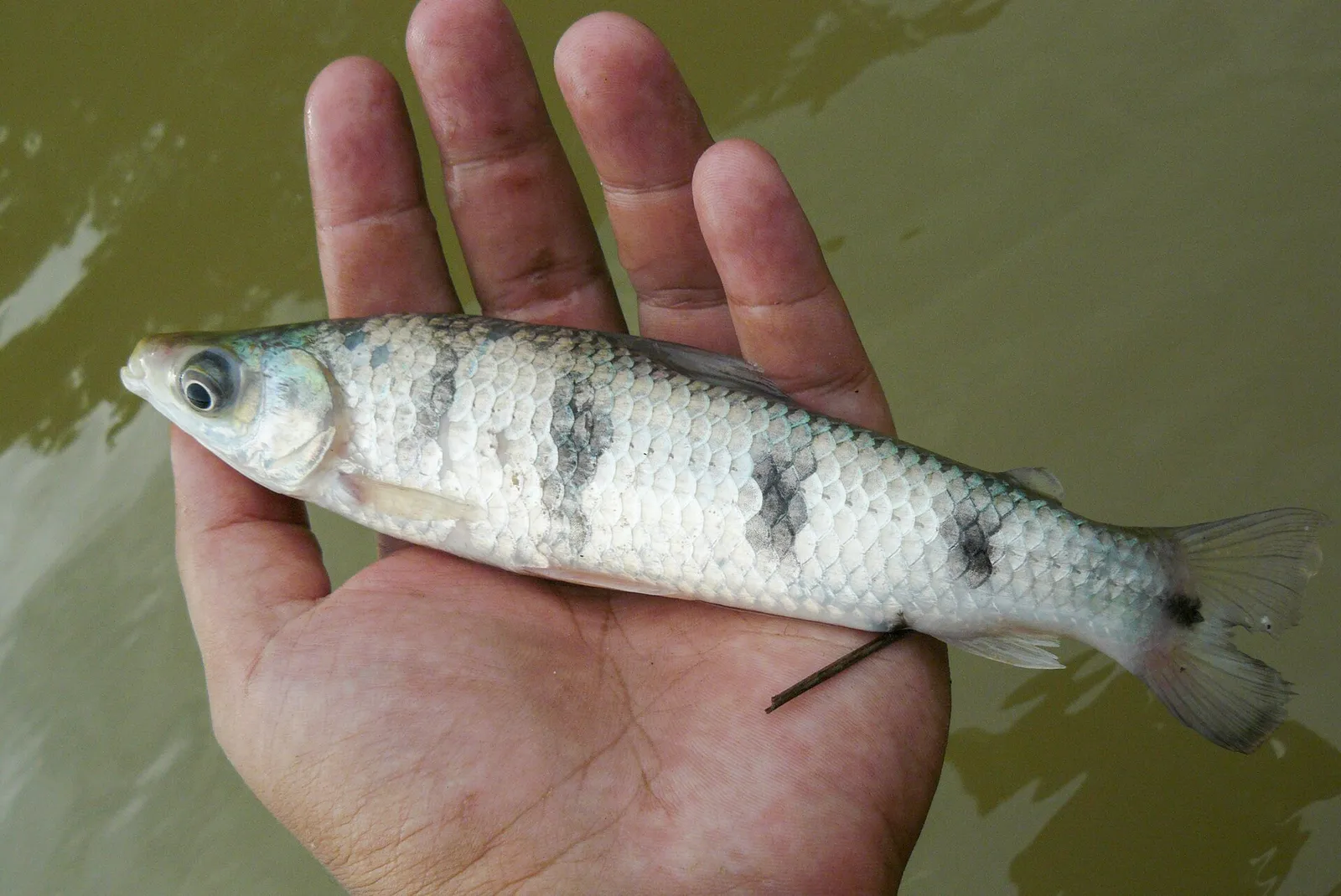 Banded headstander (Schizodon fasciatus)