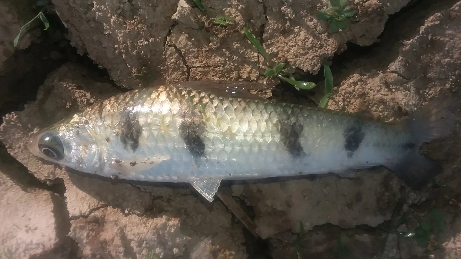Banded headstander (Schizodon fasciatus)