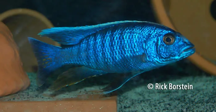Scianochromis fryeri Male
