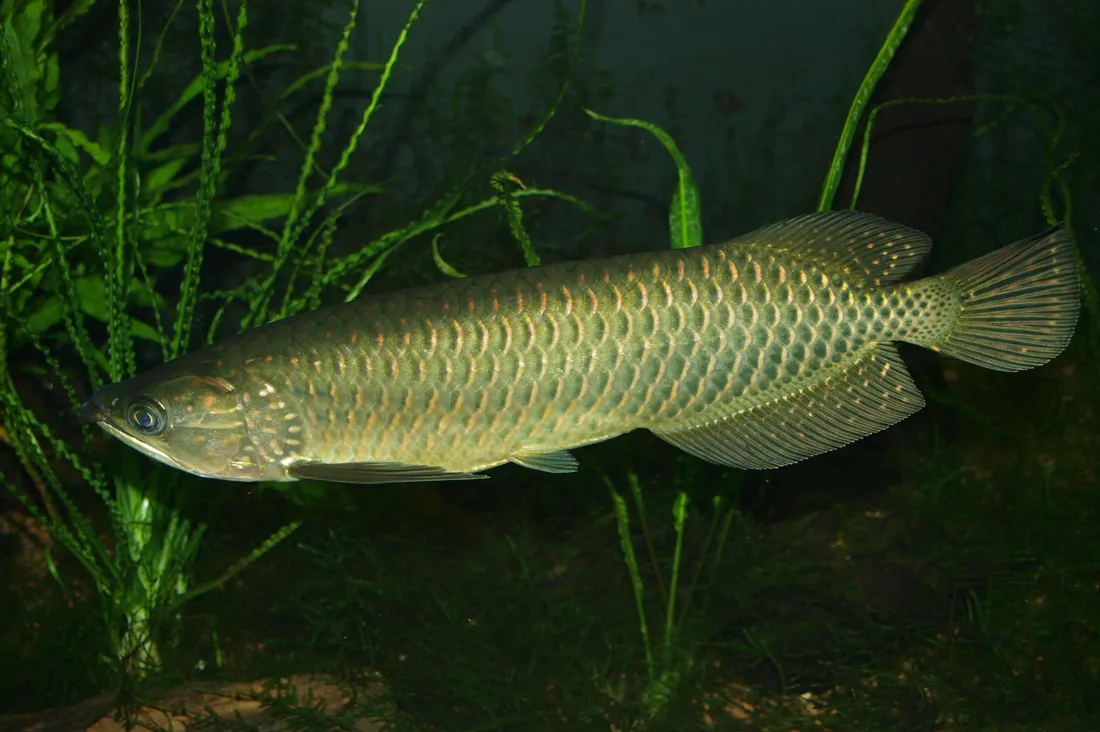 Gulf saratoga (Scleropages jardinii)