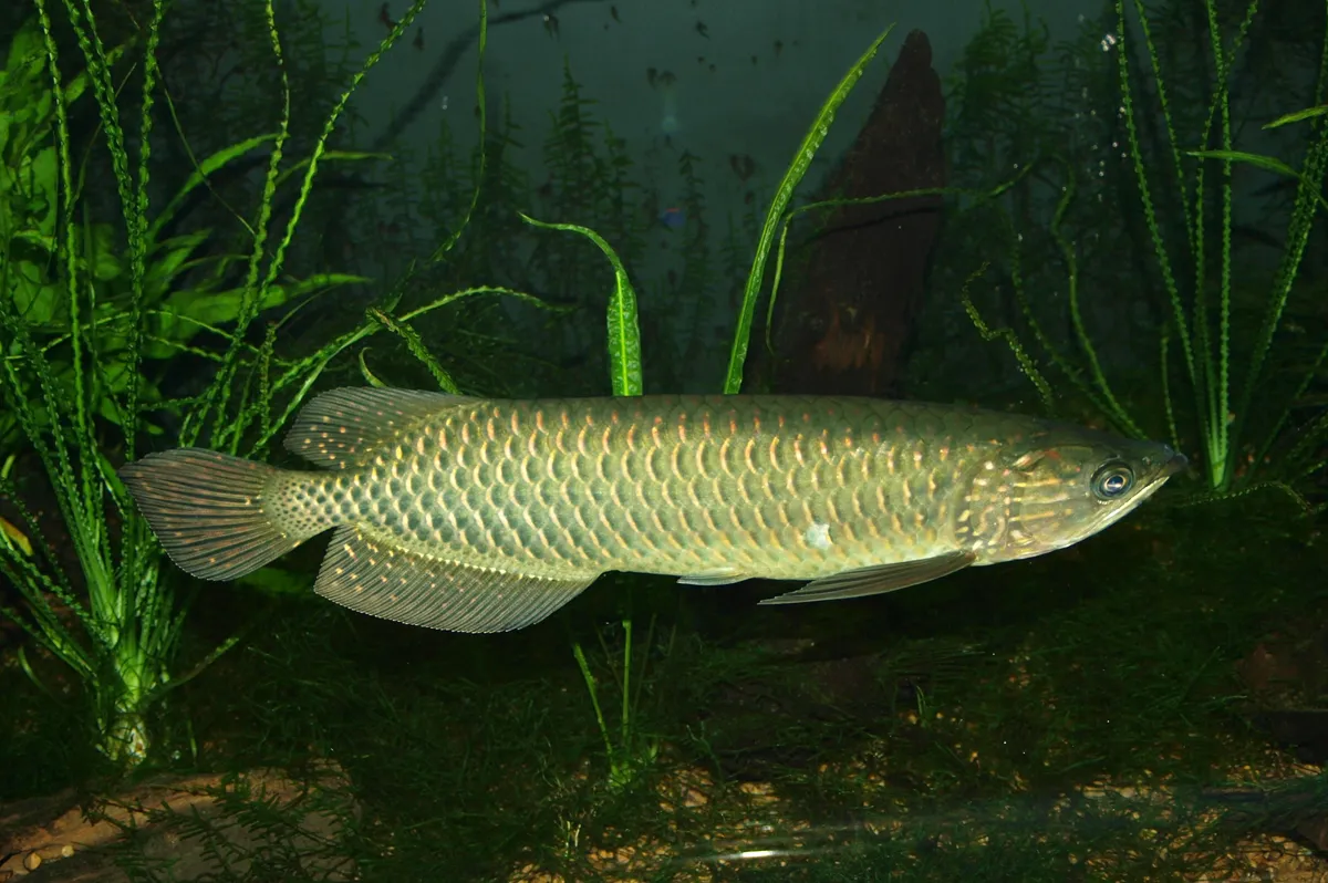 Gulf saratoga (Scleropages jardinii)