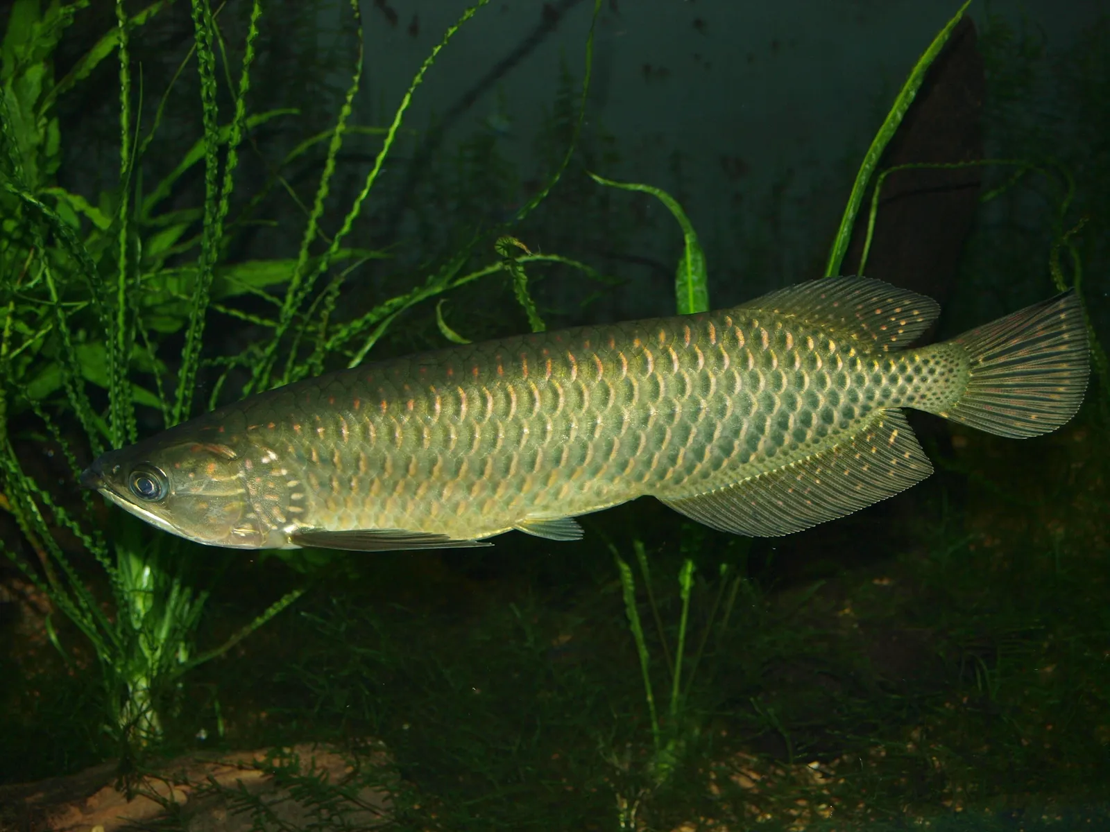 Southern saratoga (Scleropages leichardti)