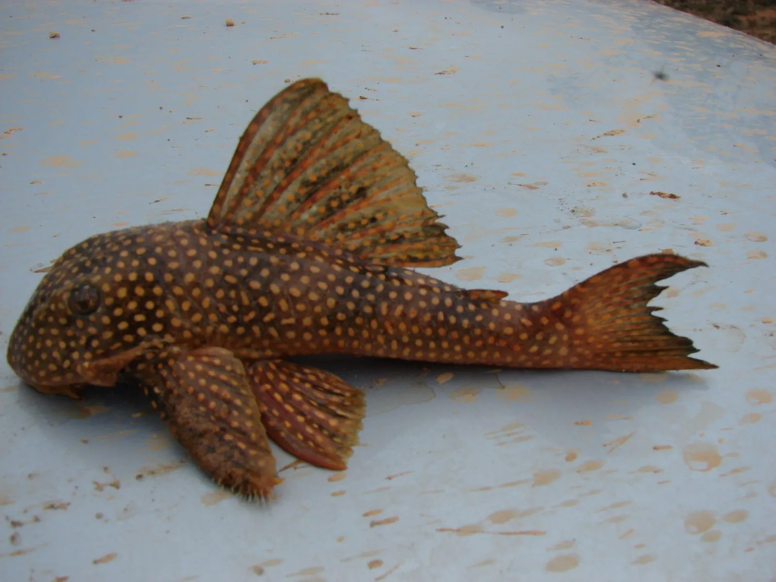 Golden Cloud Pleco (Scobinancistrus pariolispos)