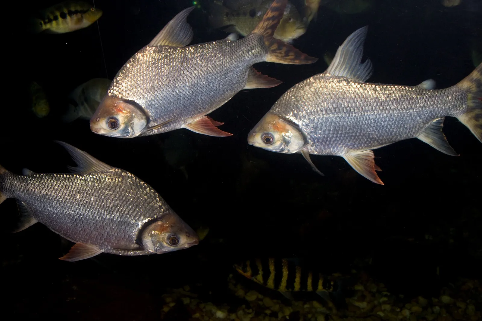 Flagtail prochilodus (Semaprochilodus insignis)