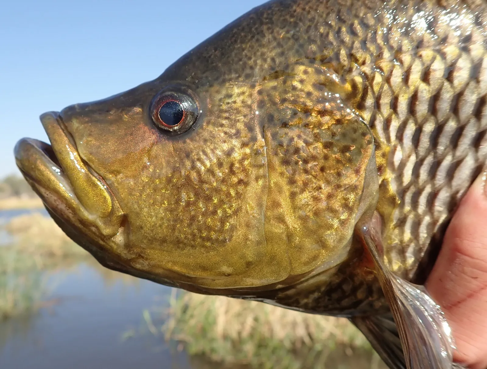 Humpback largemouth (Serranochromis altus)