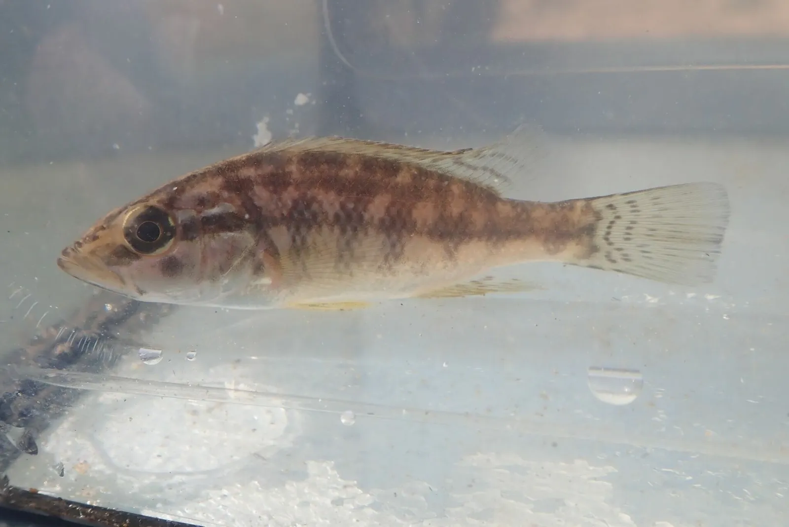 Lowveld largemouth (Serranochromis meridianus)