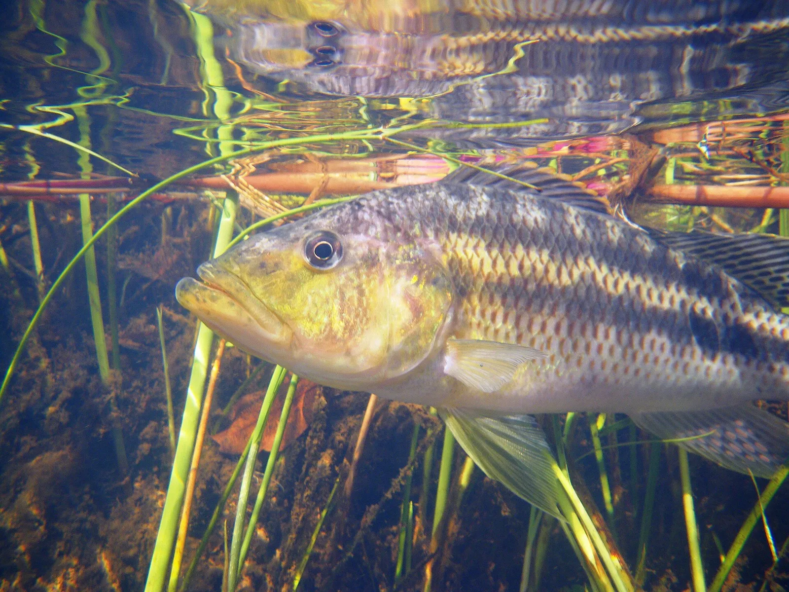 Brownspot largemouth (Serranochromis thumbergi)
