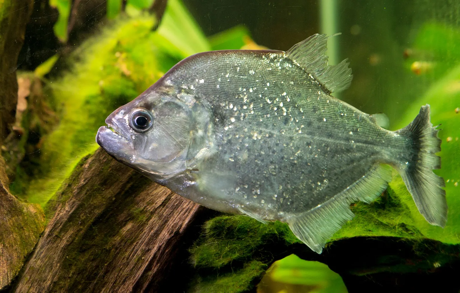 Violet-line piranha (Serrasalmus geryi)