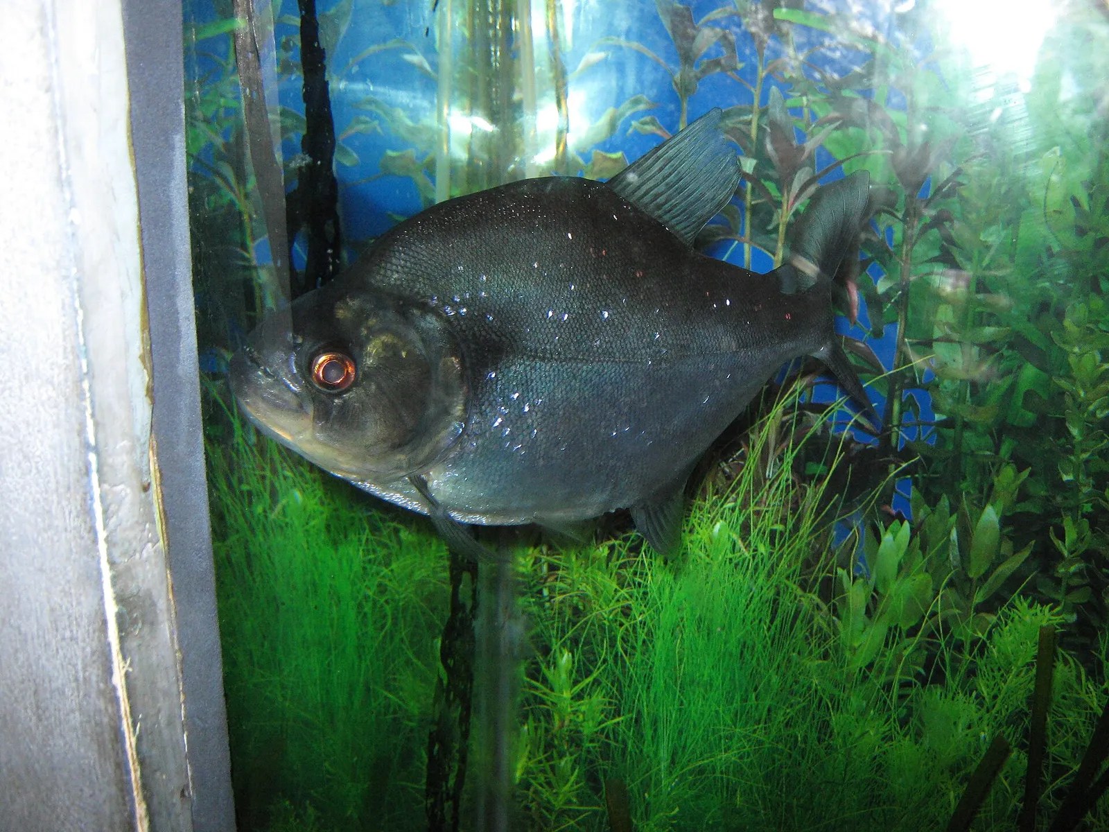 Black piranha (Serrasalmus rhombeus)