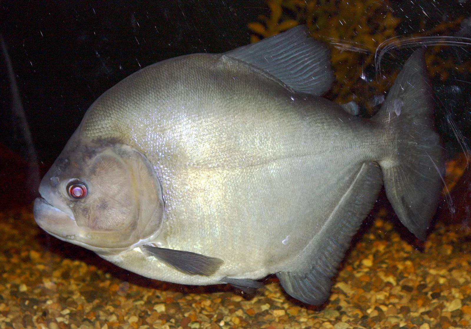 Black piranha (Serrasalmus rhombeus)