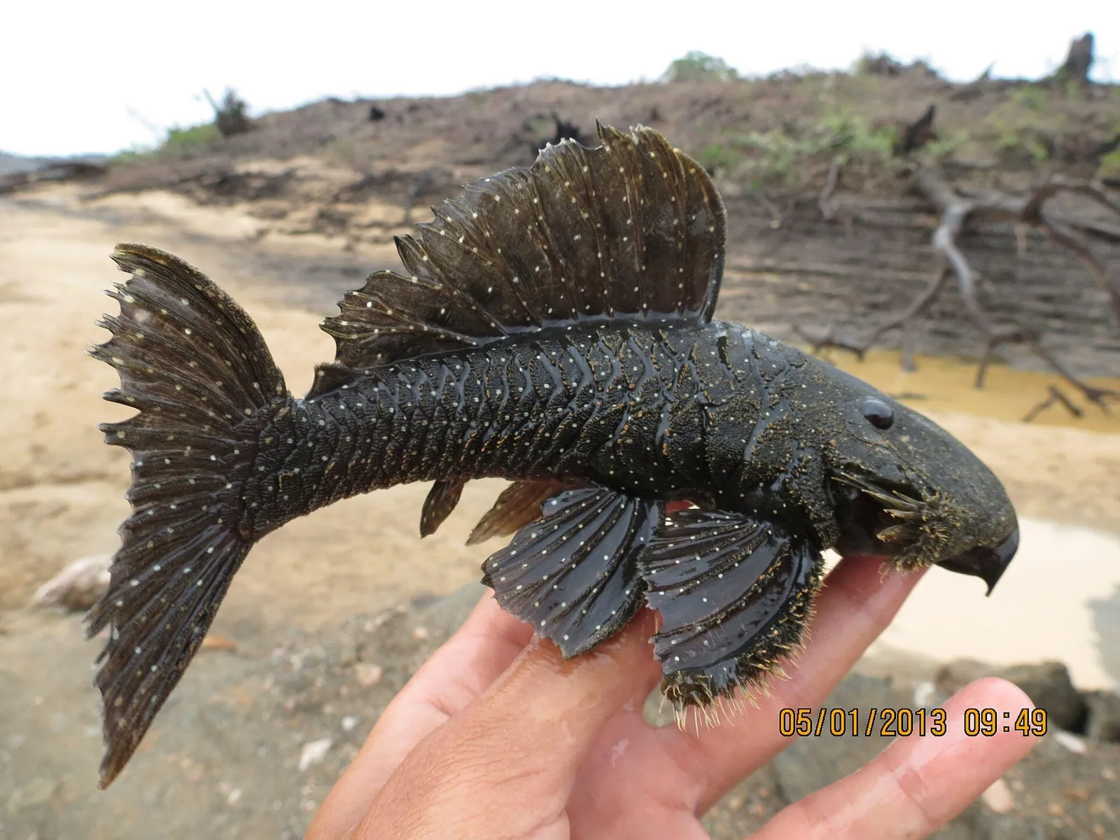 Spotted Pleco (Spectracanthicus punctatissimus)