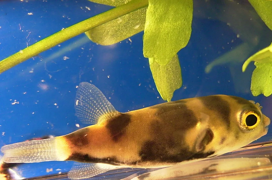 Amazon puffer (Sphoeroides asellus)