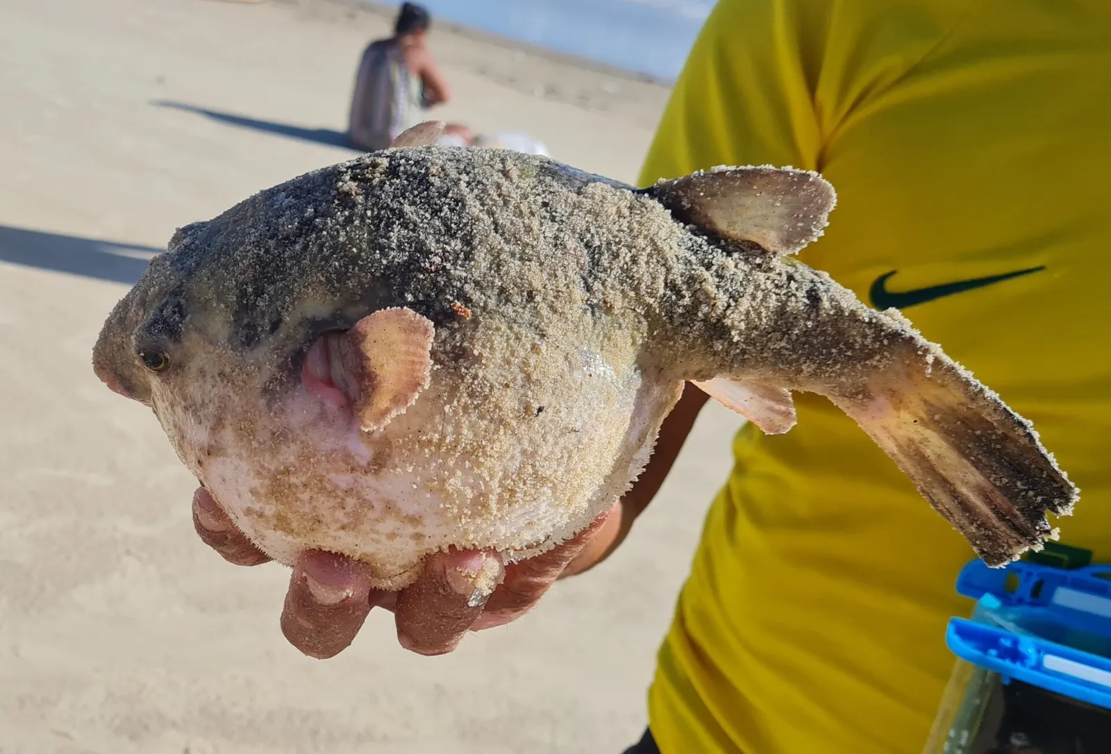 Banded puffer (Sphoeroides psittacus)