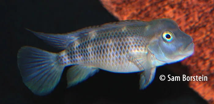 Steatocranus casuarius