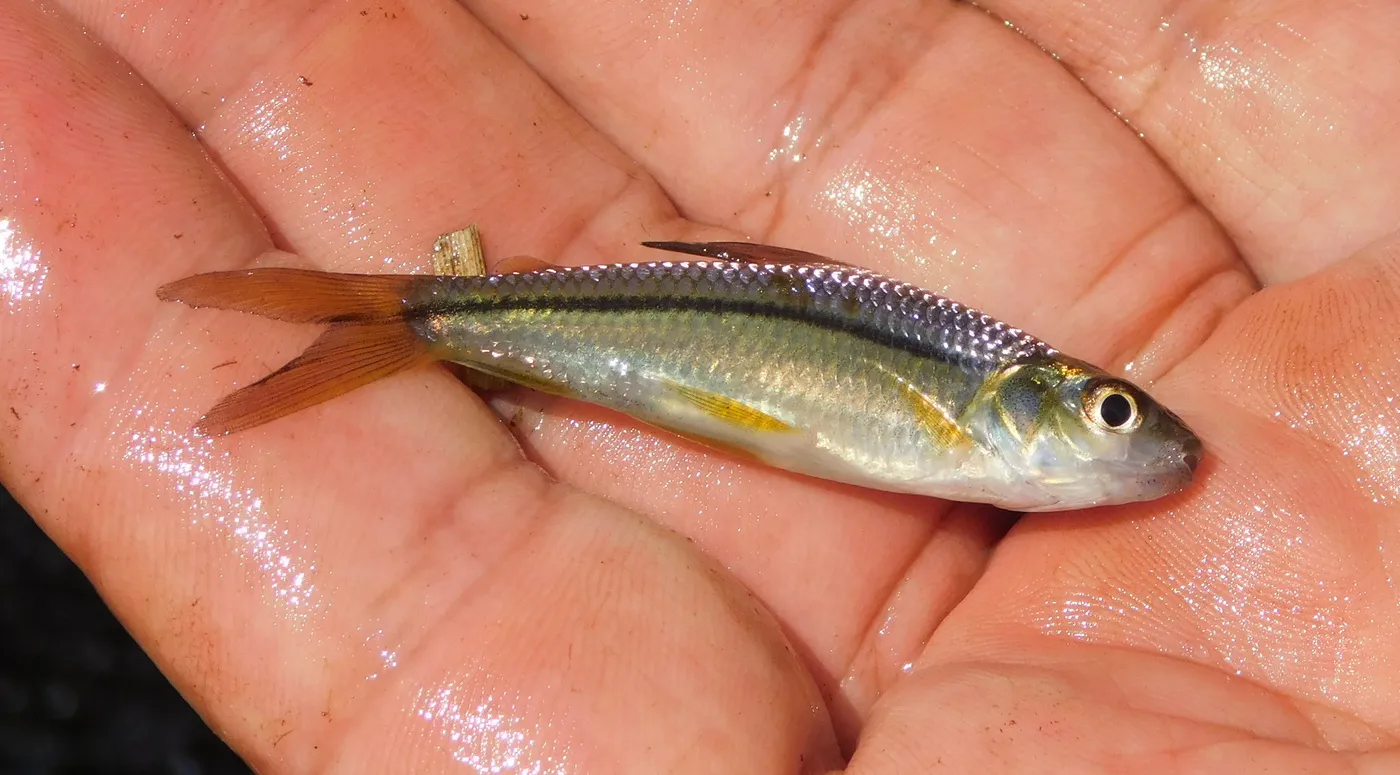 Steindachnerina brevipinna