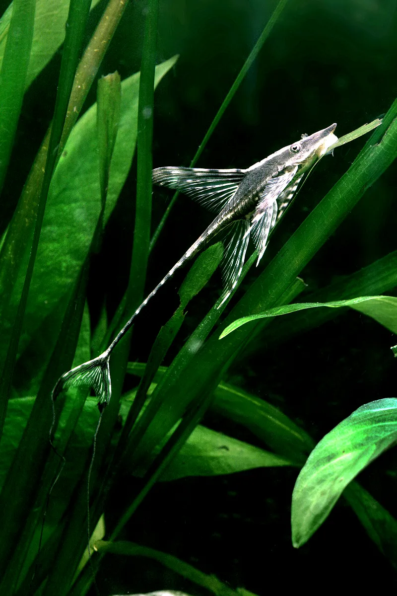 Giant whiptail catfish (Sturisomatichthys aureus)