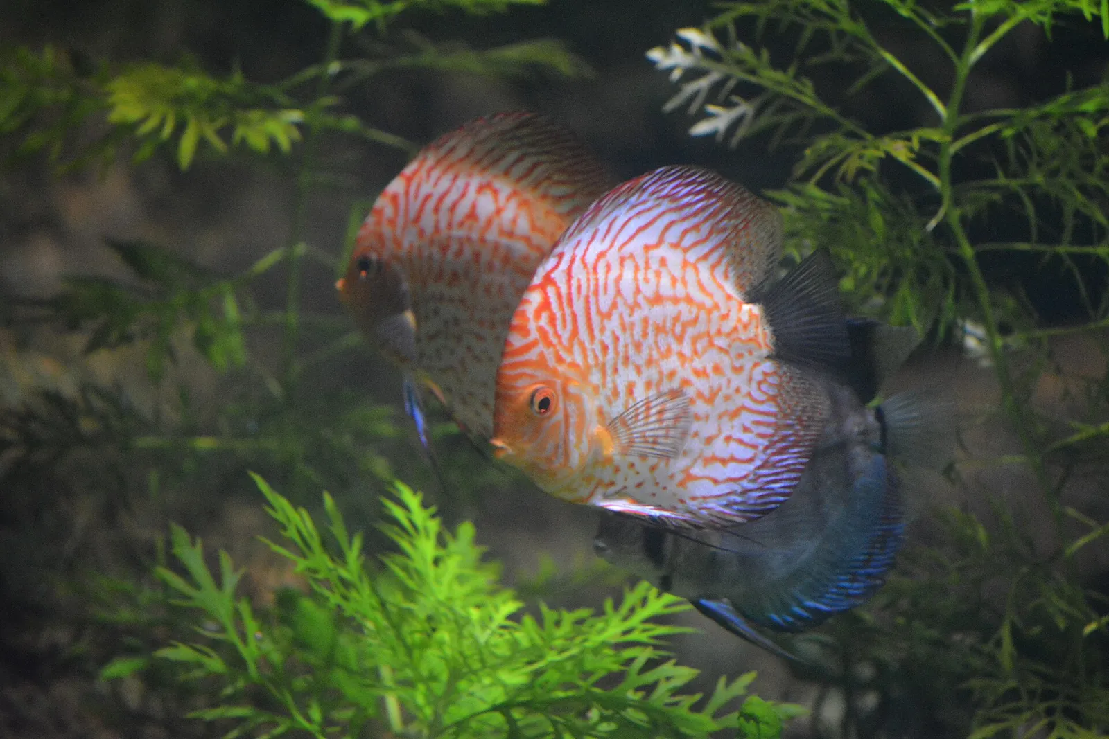 Heckel discus (Symphysodon discus)
