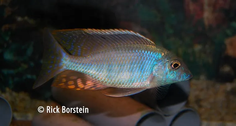 Taeniolethrinops laticeps Male
