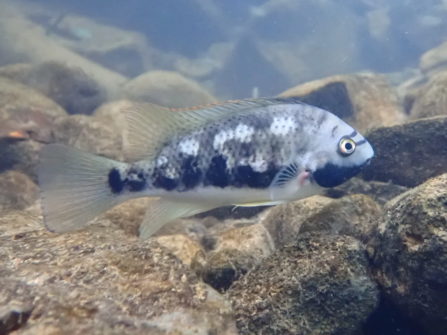 Siebold's cichlid (Talamancaheros sieboldii)