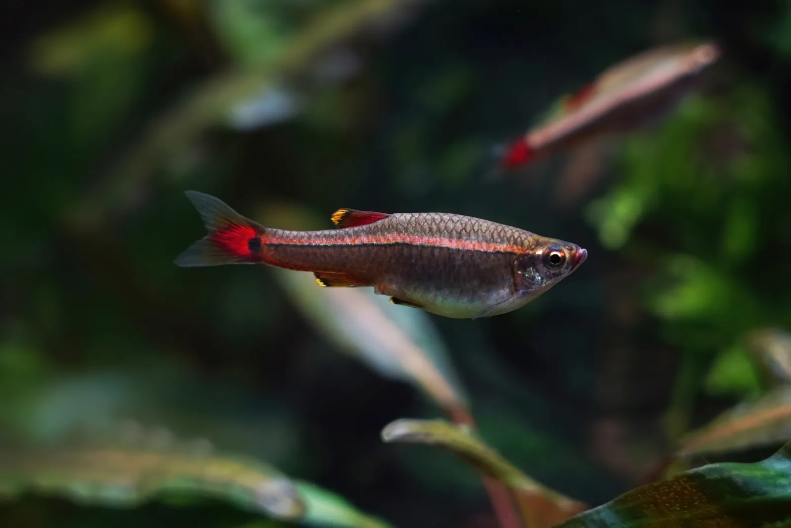 White Cloud Mountain minnow (Tanichthys albonubes)