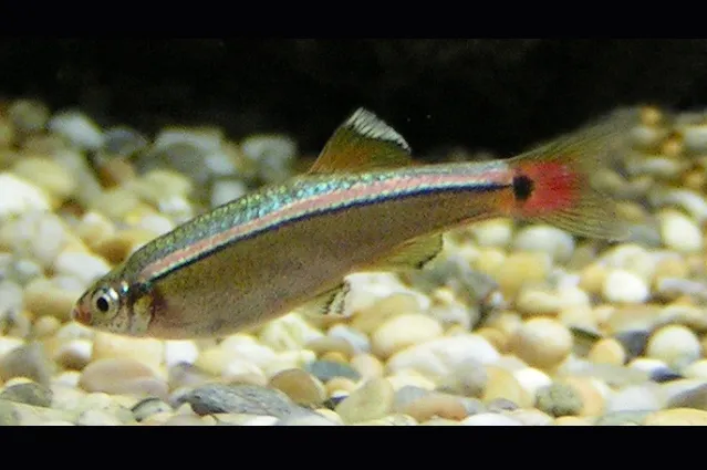 White Cloud Mountain minnow (Tanichthys albonubes)