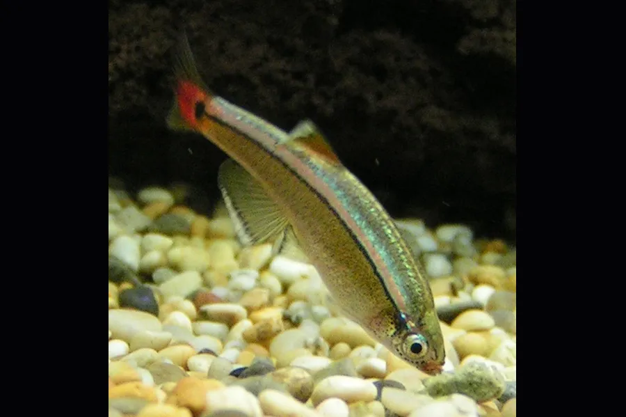 White Cloud Mountain minnow (Tanichthys albonubes)