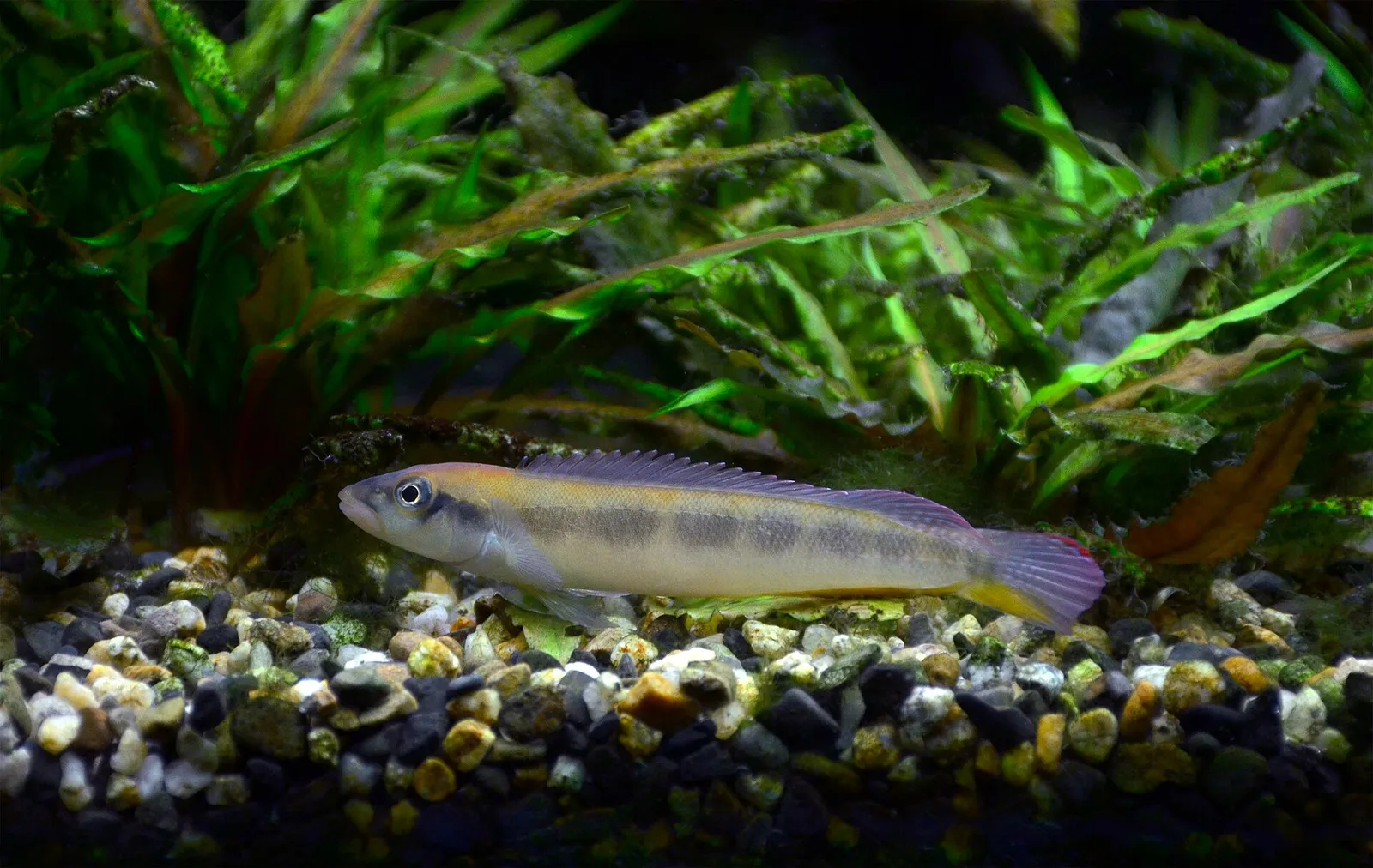 Teleocichla prionogenys